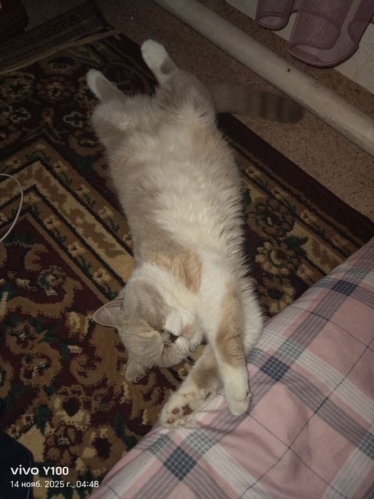 Британский кочка