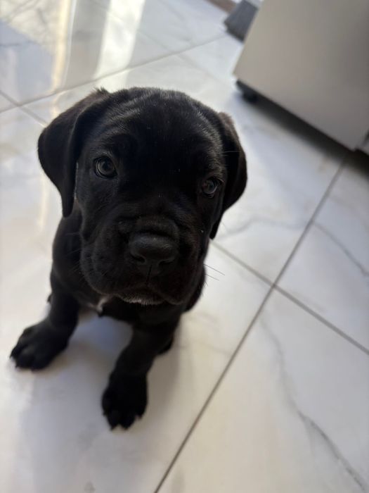 Femela de cane corso