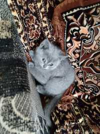 Pisici British shorthair