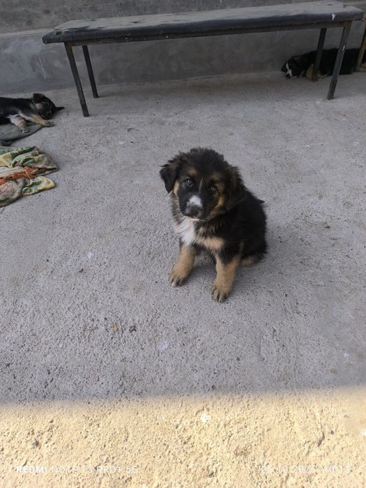 Щенки в добрые руки