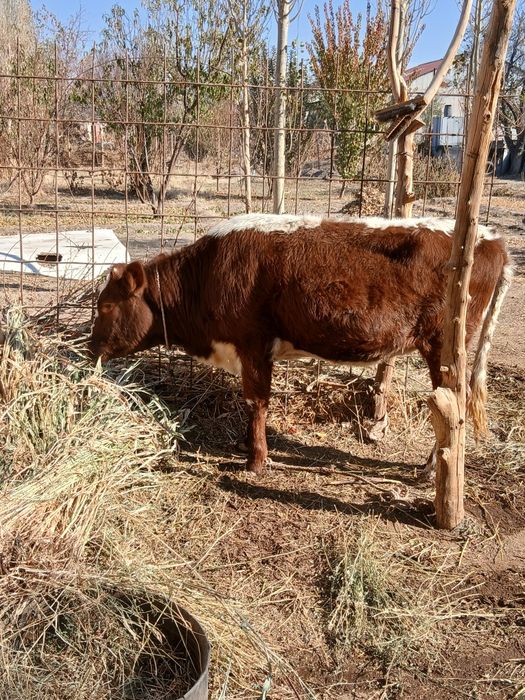 Кашар баспак сатылады