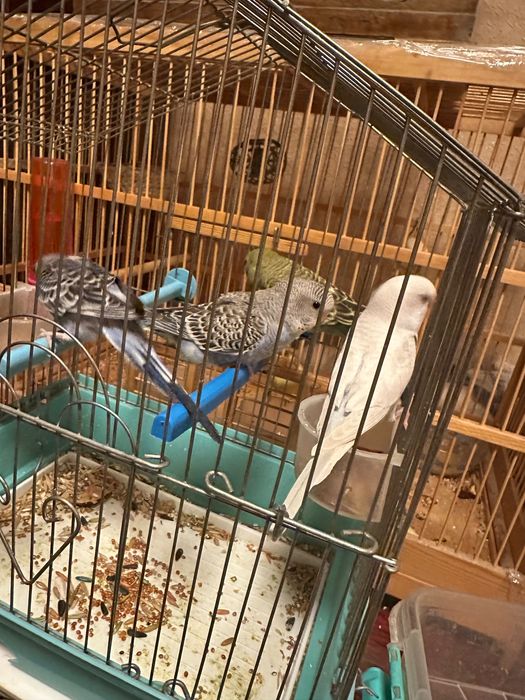 Volnistiy popugayla sotiladi