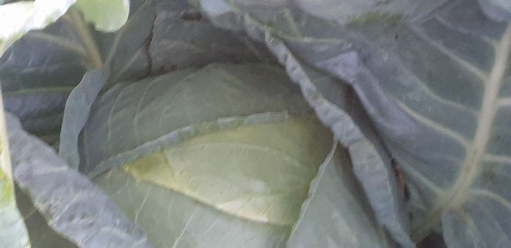 Varza de Buzău ,cantitați mari si mici