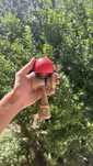 kendama sweets homegrown