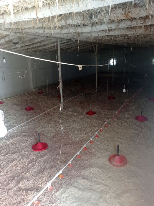 Broler boqishga joy ijaraga beraman