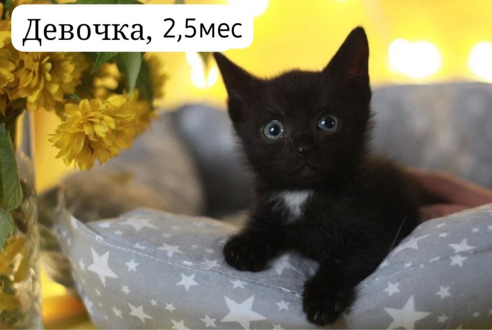 Маленькие пушистики ищут дом