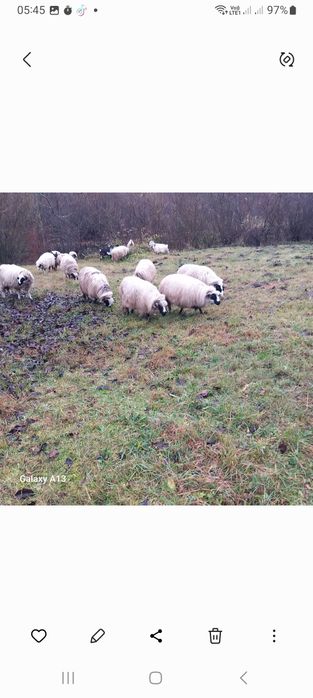 Oi de vînzare se vând doar toate 20 bucăți perț 1500 bucata fix