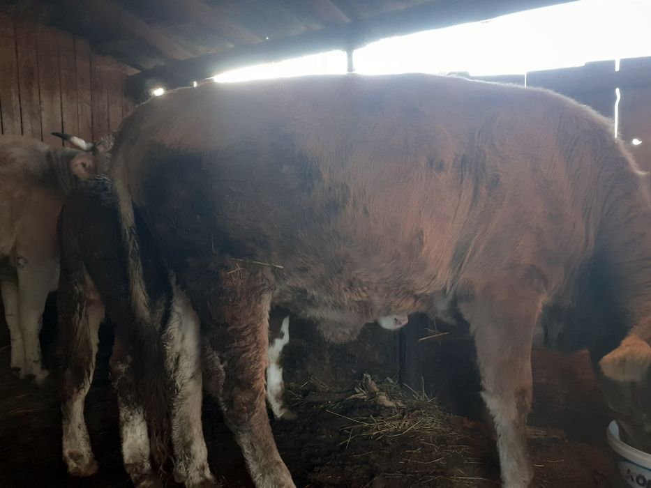 Vând vitea de 2 ani pt .abator .