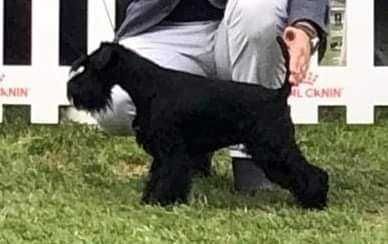 Schnauzer pitic negru - femelă cu PEDIGREE