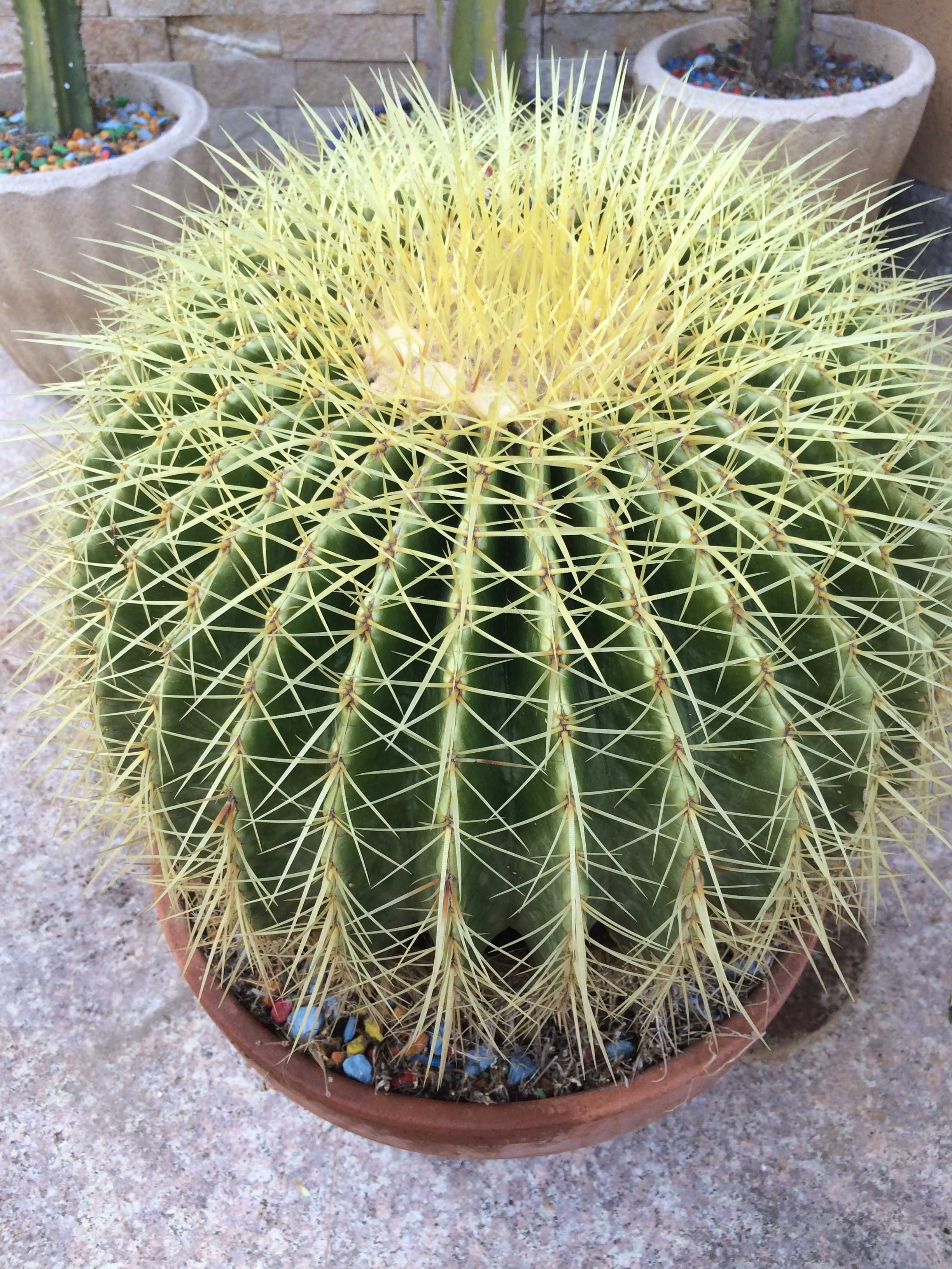 Cactusi diversi, Yucca