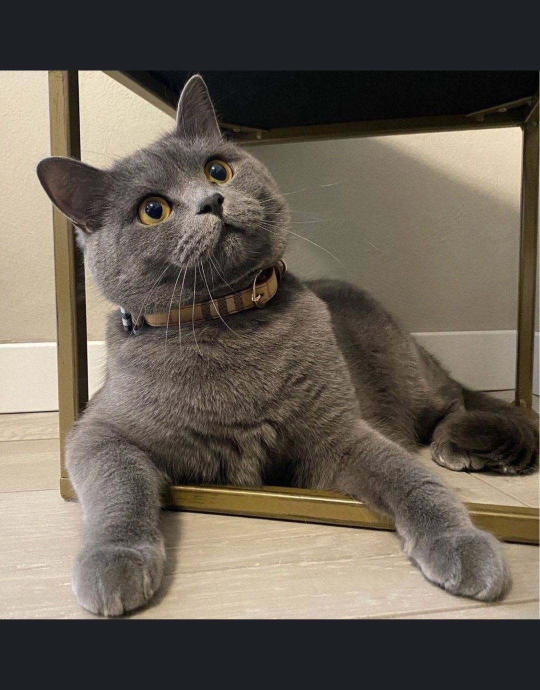 Кошка скоттиш страйд