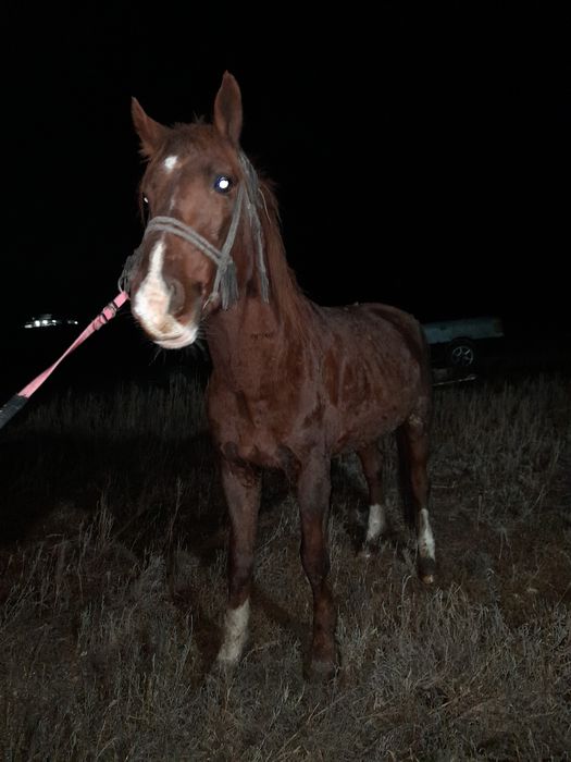 Айғыр жылқыыыыыыы