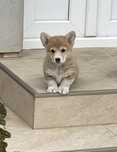 Fetita Pembroke Corgi