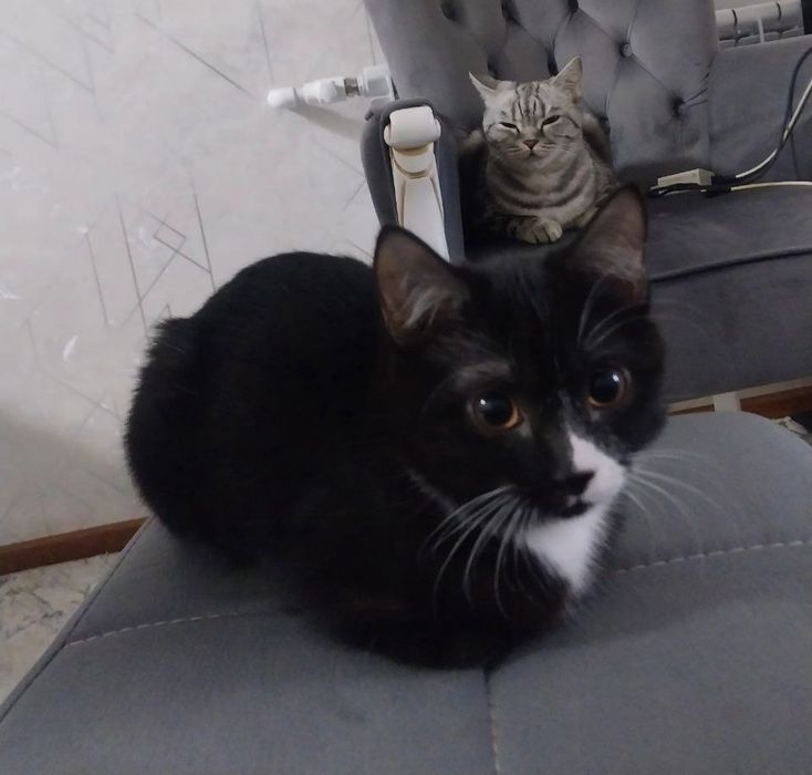 Отдам кошечку бесплатно в любящие руки