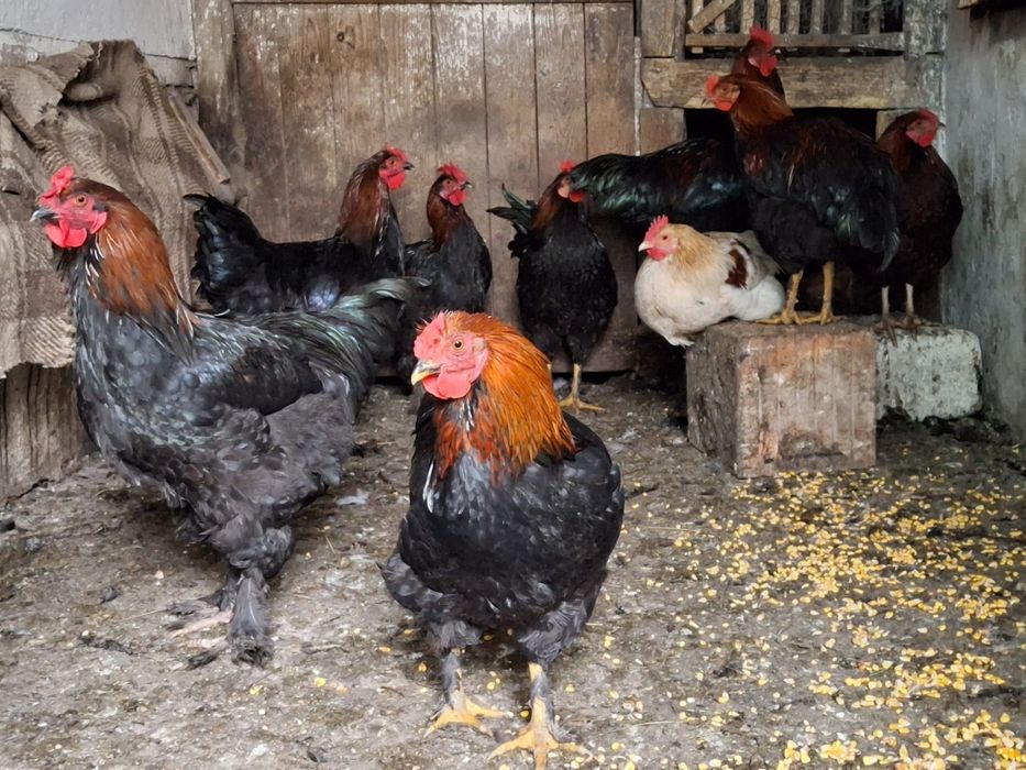 Vând cocosi, tineret de 5-6 luni