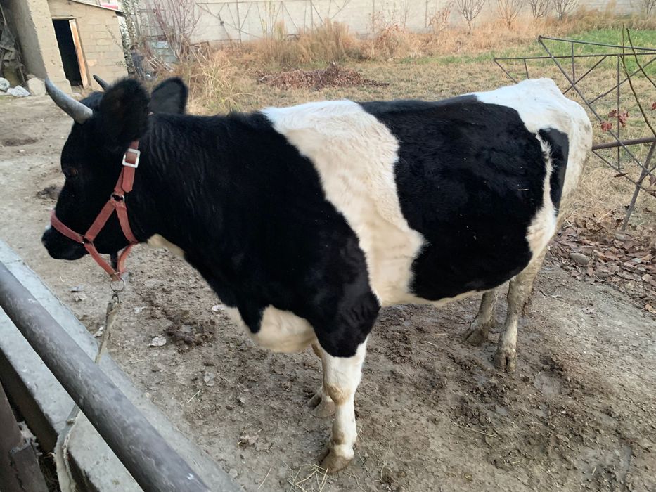 Сигир сотилади тел килинглар