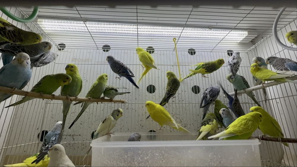 волнистые попугаи разных цветов