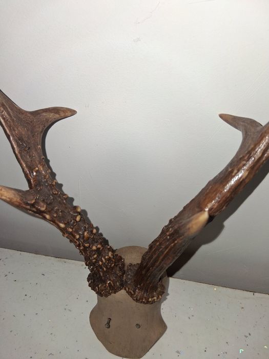 Trofeu Coarne caprior