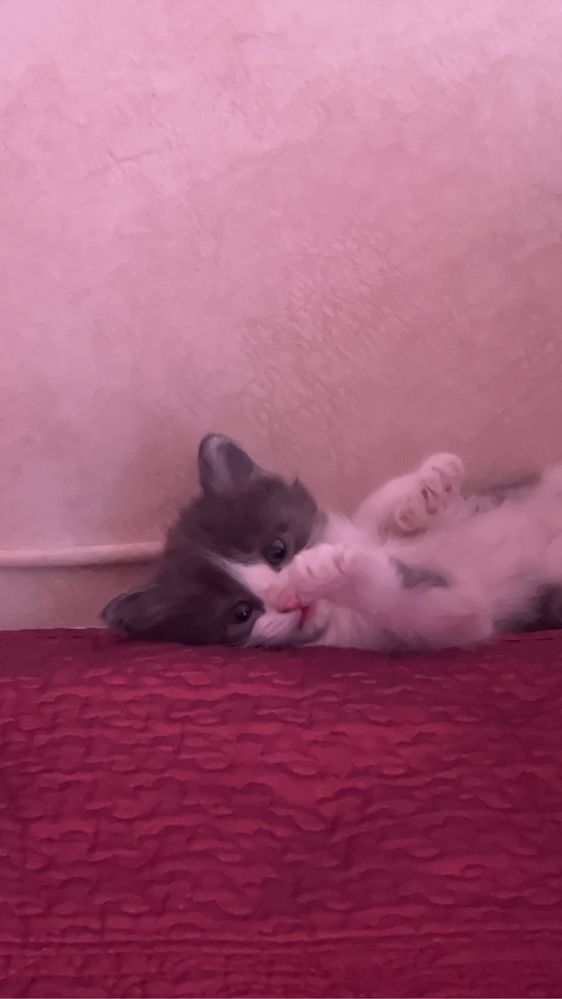 Котята бесплатно