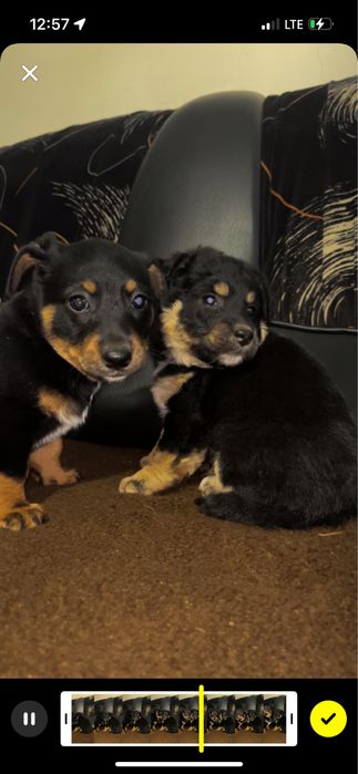 Cațeluși frumosi cauta stapani