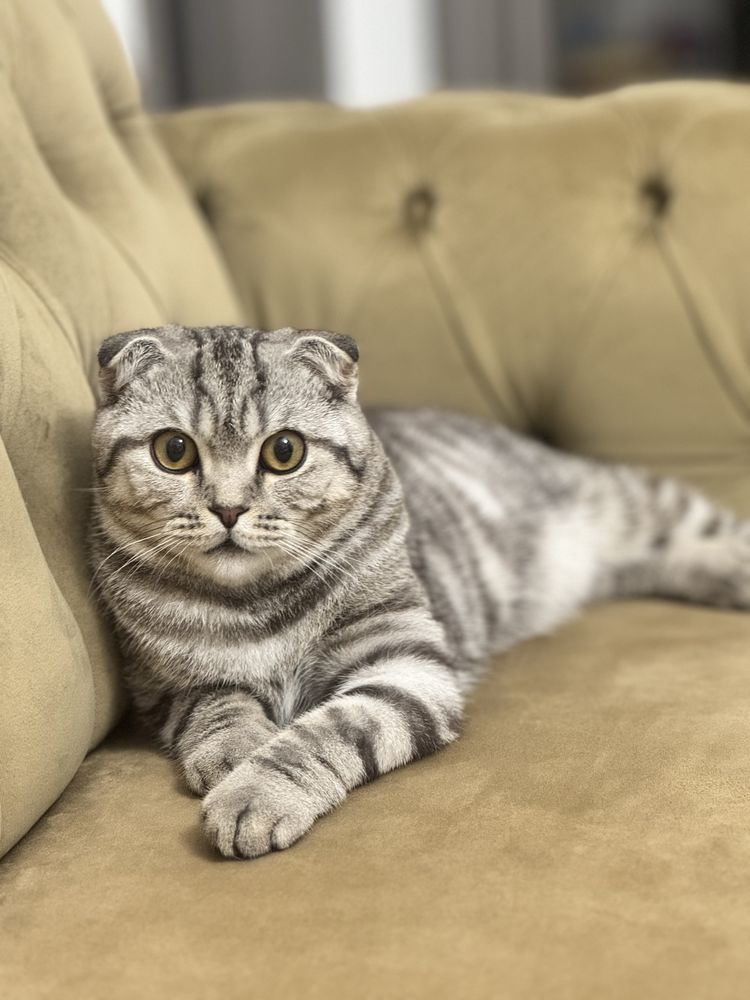 Продается шотландский вислоухий кот
