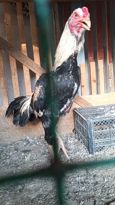 Хуроз сотилади .