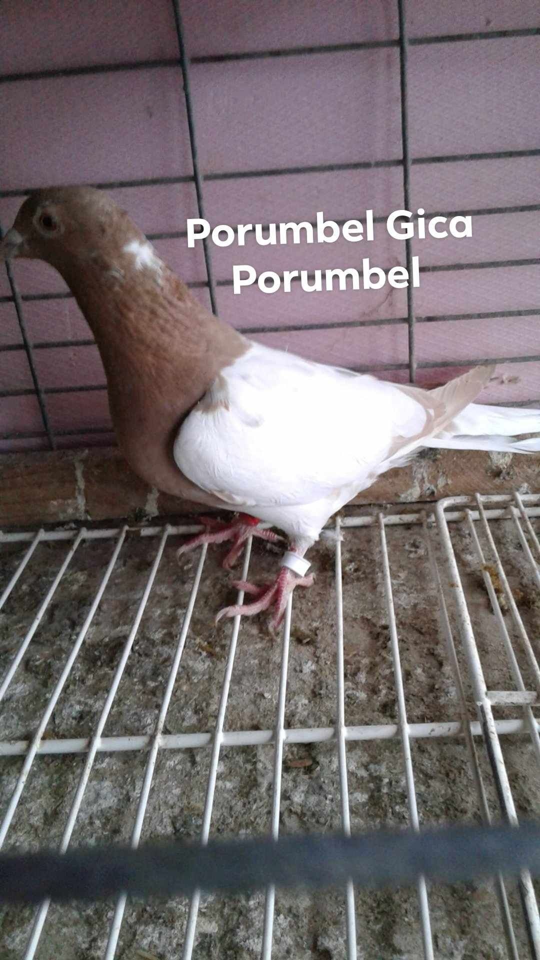 Vănd porumbei voiajori meulemans pe roșu și pe galben.