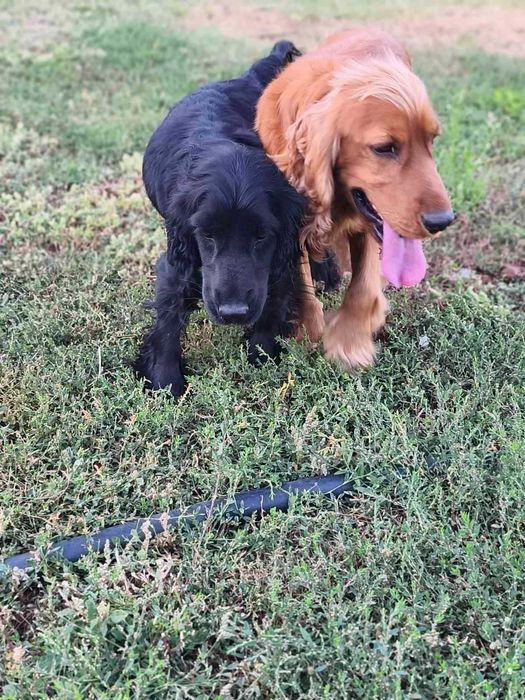 Английски кокер шпаньол,  кокер "шпаниоли"