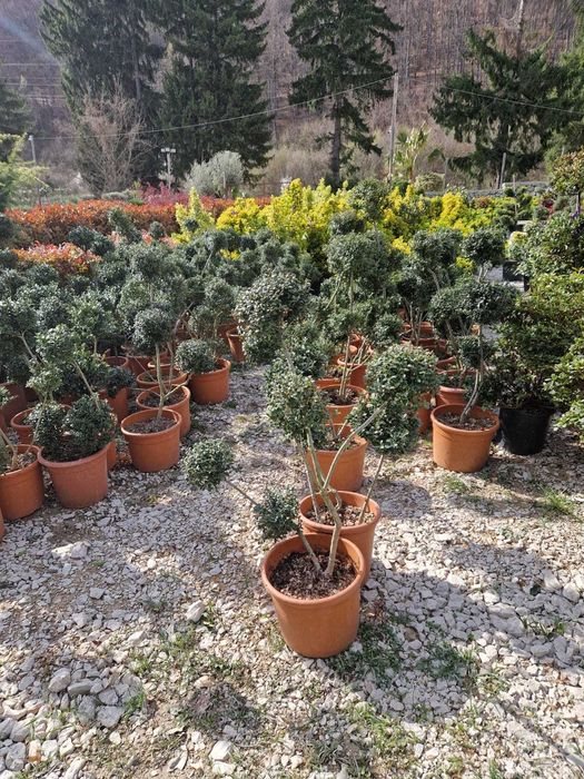 Plante ornamentale elegante pentru orice spațiu verde