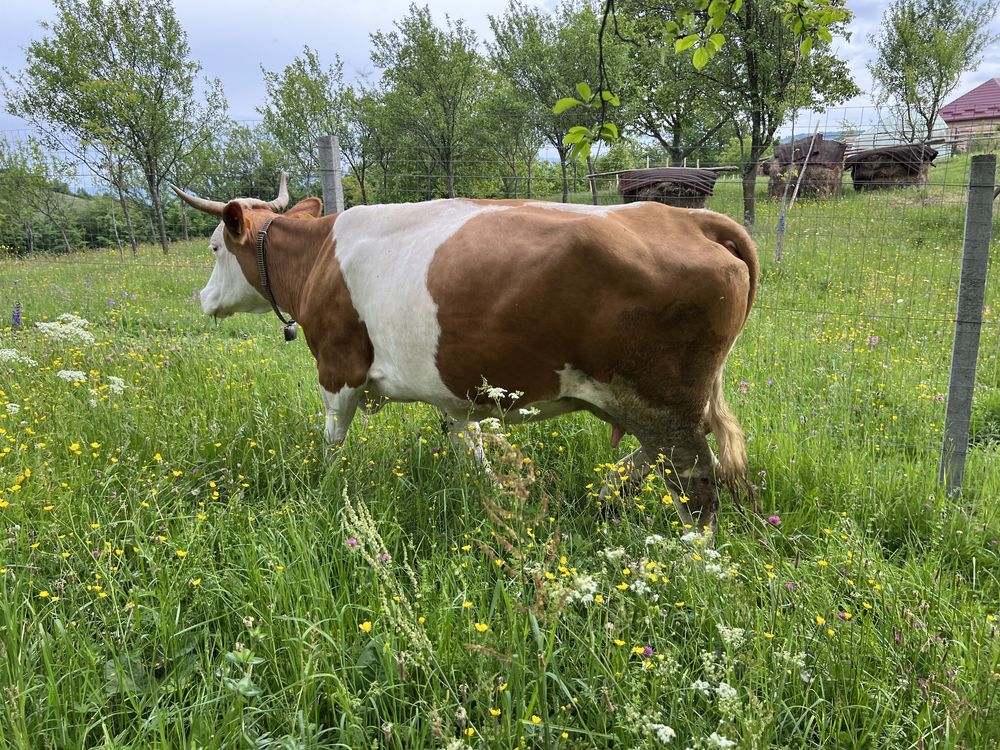 Vand vaca gestanta de 4 luni jumatate