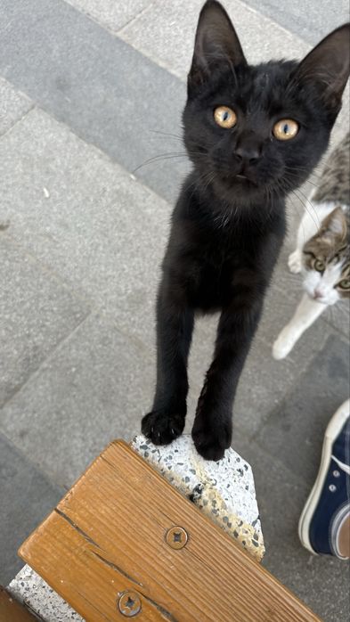 Детёныши кошки в семью