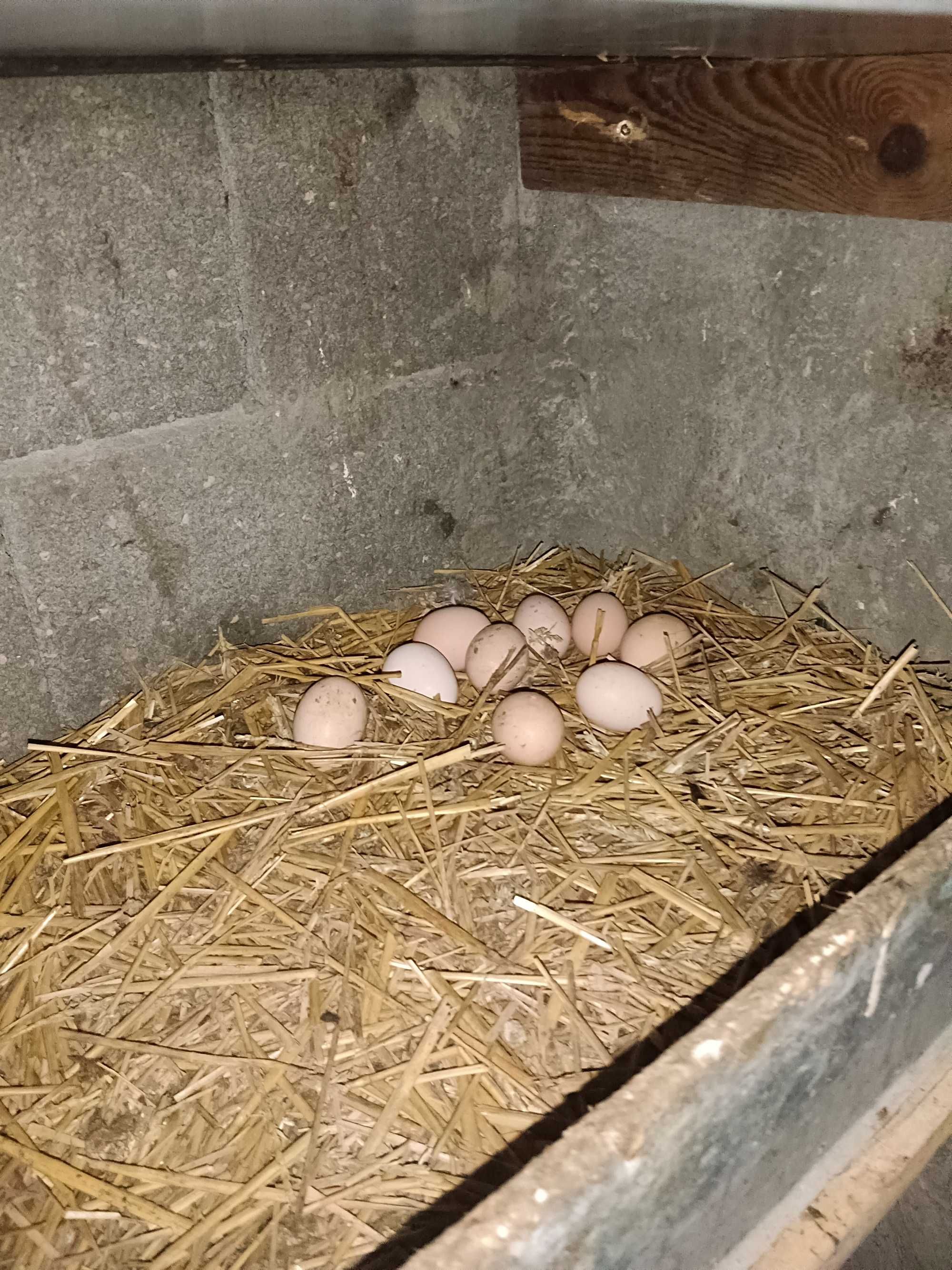 Cocosi austrolop sau ouă găini 6 lei buc rasa austrolop.