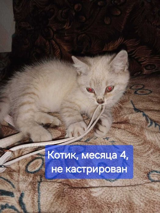 Кошкам и котятам нужен новый дом!