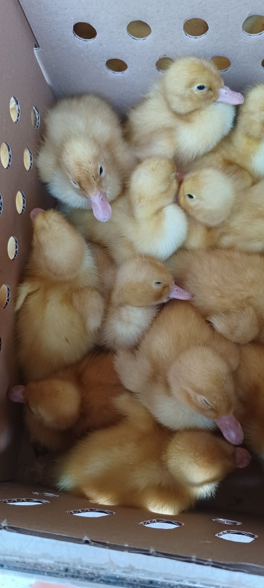 Boboci rata pekin