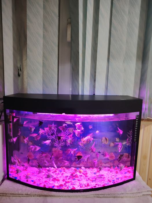 Akvarium 60Litr komplekt