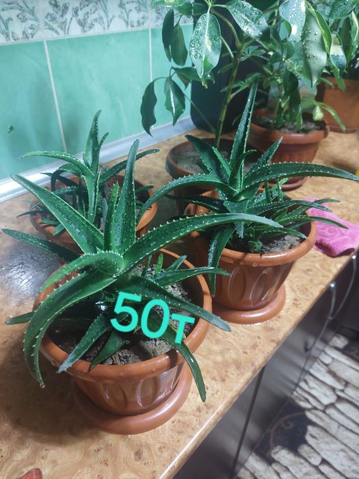 Комнатные растения алое