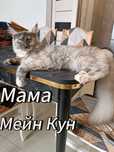 Продам котят(мама мейн-кун с родословной)