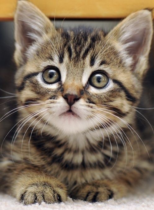 Отдам котёнка 3 месяца
