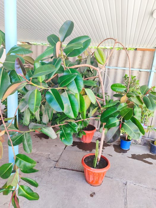 Fikus guli uyda oʻstirilgan