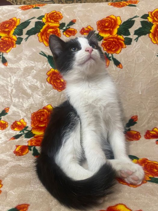 Отдам в хорошие руки