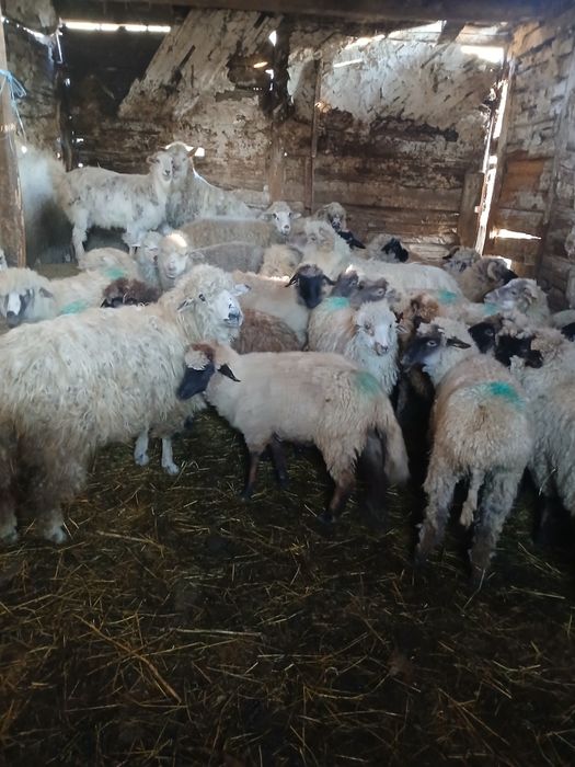 Oi de vânzare    și miei