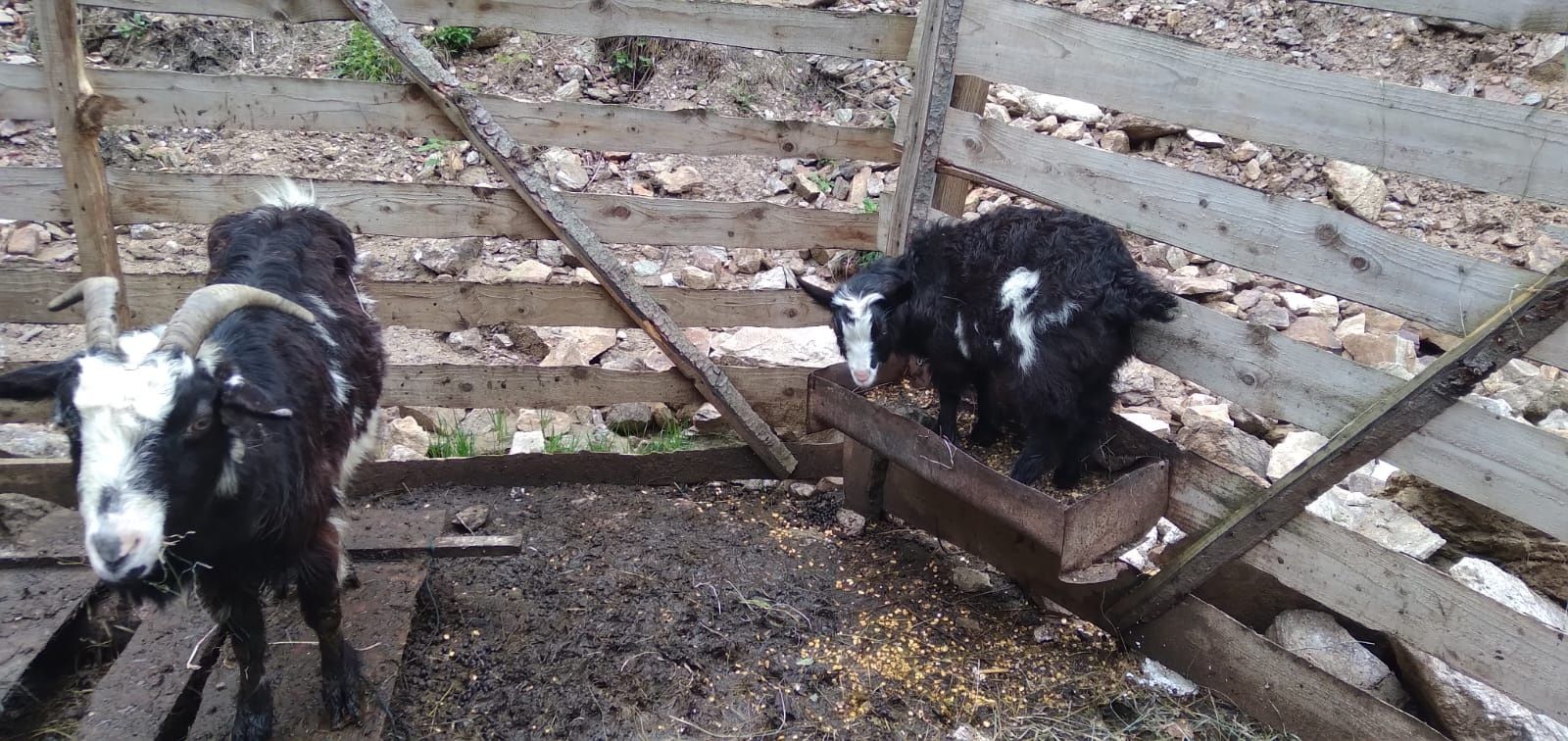 Lichidare de fermă! Vând capre, iezi și țap