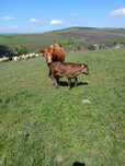 Juninca Angus cu vitel