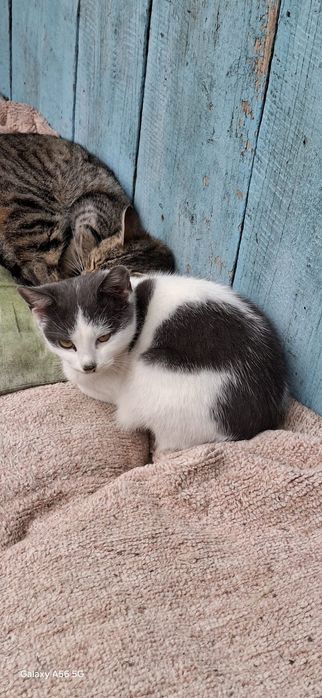 Adoptie 2  pisic 4 luni