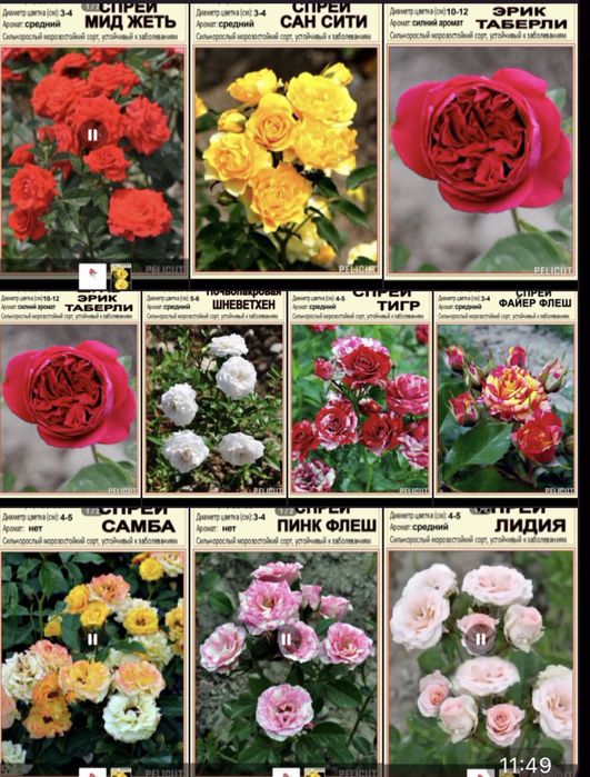 Диккат :: Дунёдаги Таникли АТИРГУЛЛАР