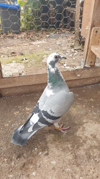 Ocazie! Vand 4 femele voiajor de concurs cu origini foarte bune!