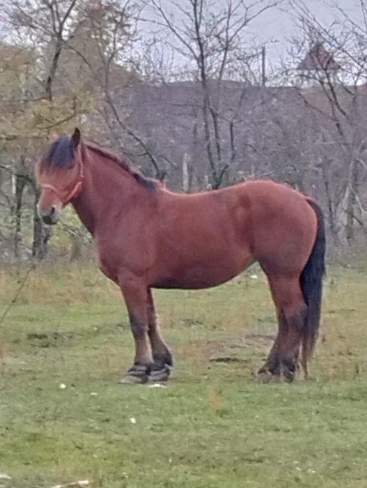 Vînd iapa de 7 ani gestanta de 8 luni