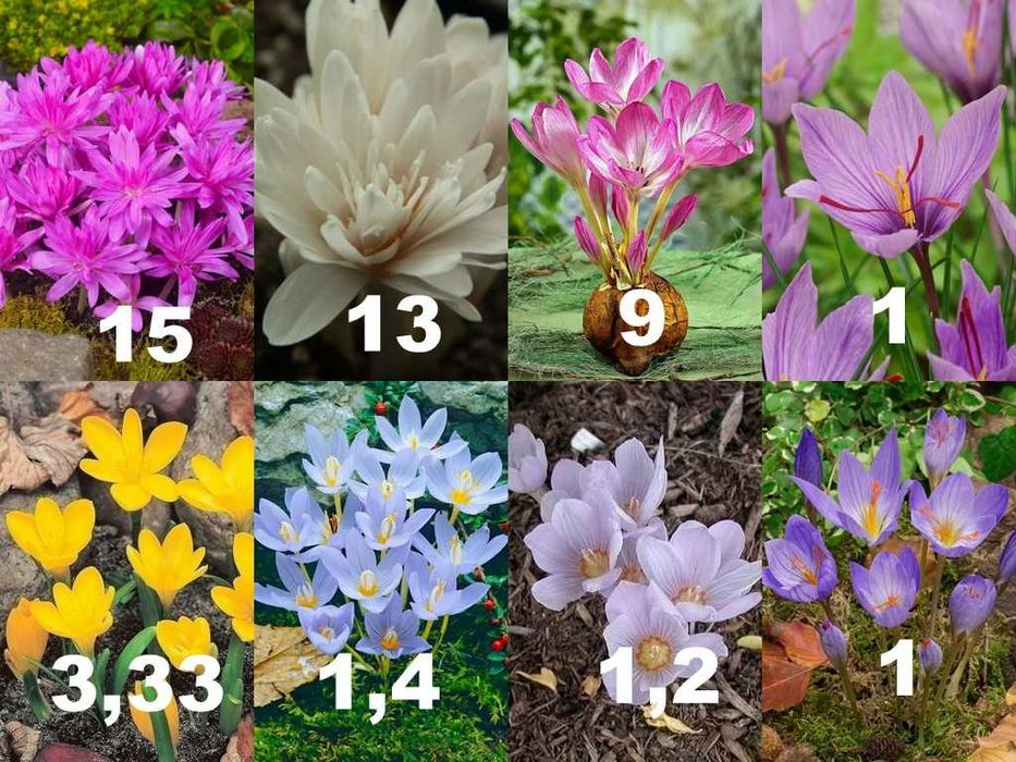 Bulbi de zambile si alte flori de primavara