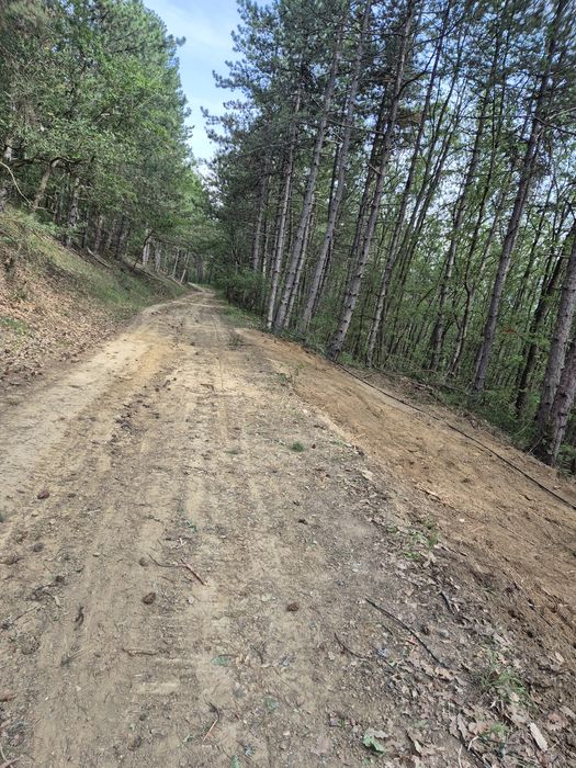Vând teren pentru cabană și pădure.