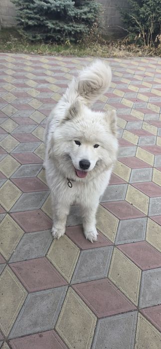 Отдам пса самоеда в хорошие руки